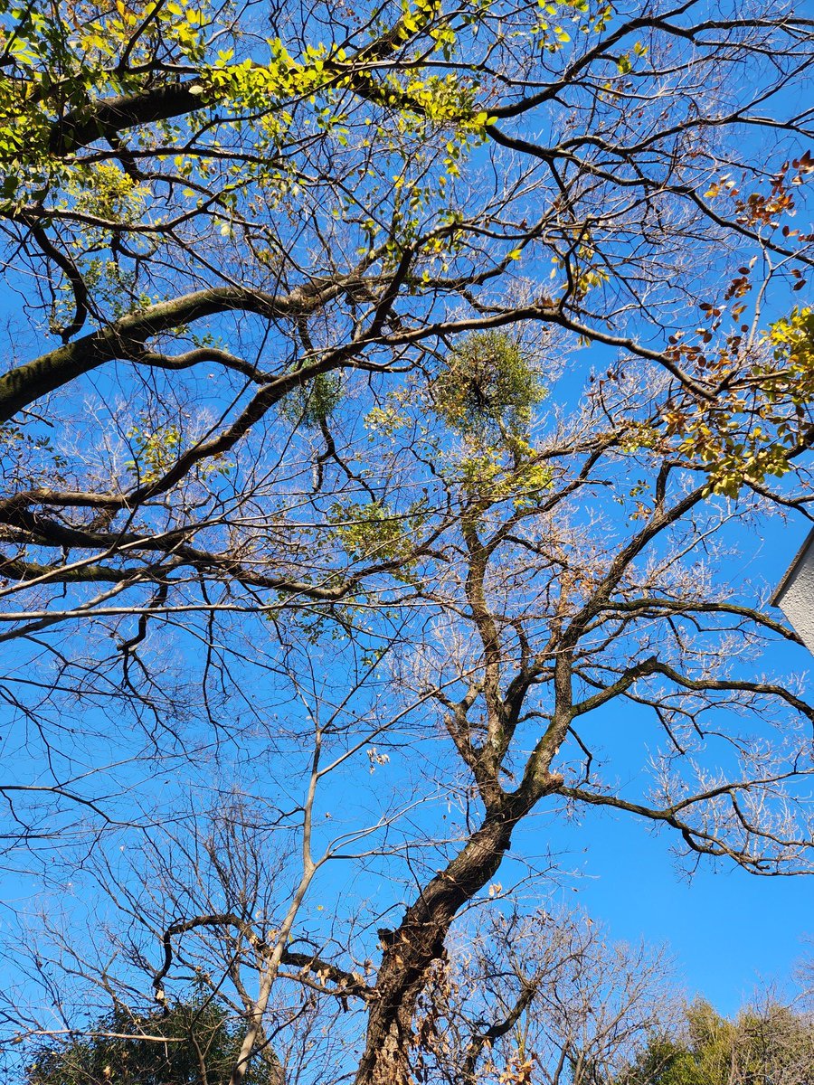 冬でも緑の葉を保つ「ヤドリギ」。黄色い甘い実は鳥に食べられ、種は