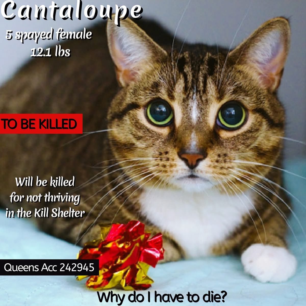 🆘Please REPOST-adopt-foster🆘

CANTALOUPE is on the “emergency placement” list at NYC AC&amp;C and needs out of the shelter by 12 NOON 12/18!

#TeamKittySOS newhope.shelterbuddy.com/Animal/Profile…