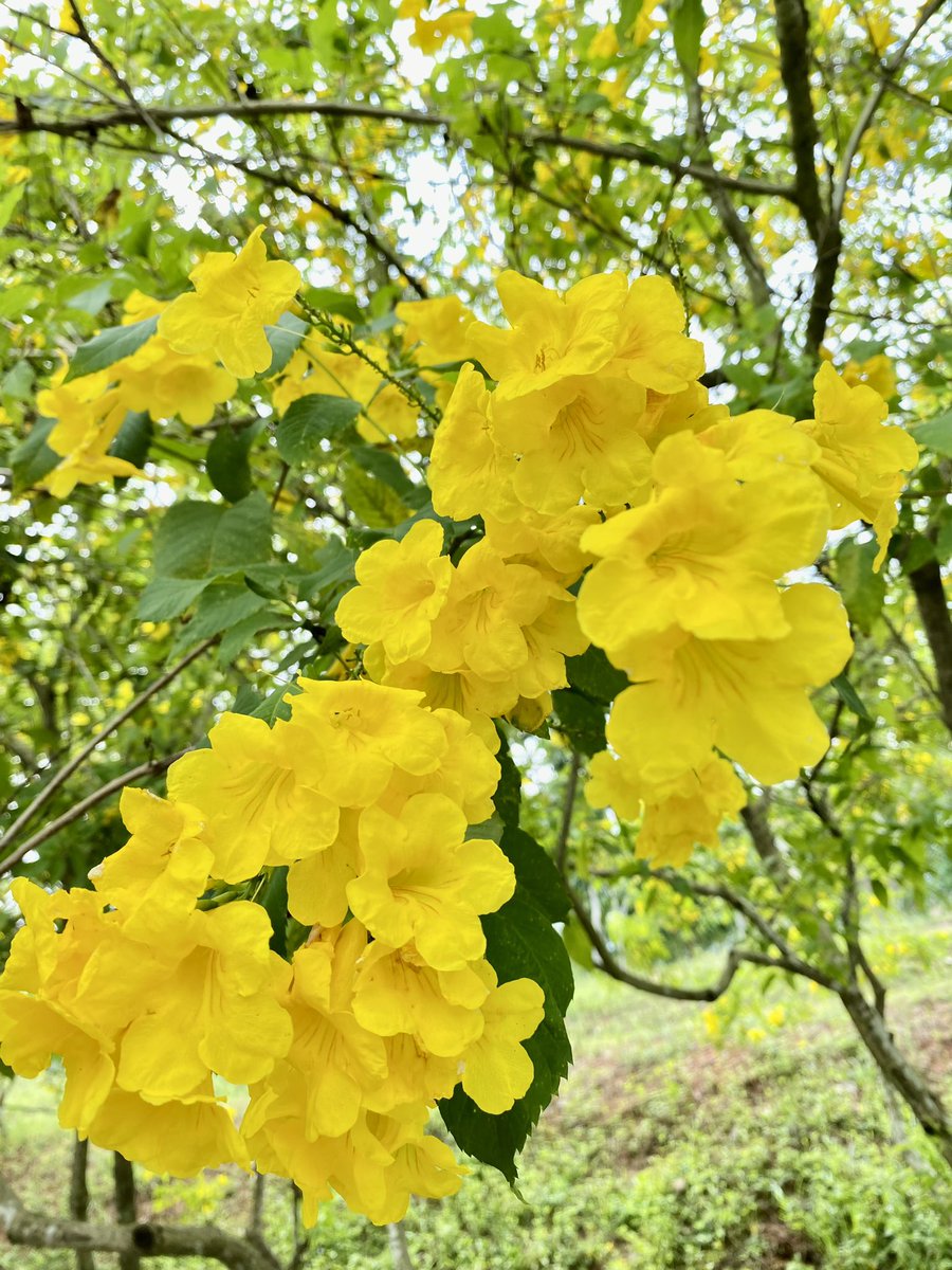 Day-2🌻

#COLORHUNTWITHA_NA #BLOOMINGWITHA_NA #JOMPOERS