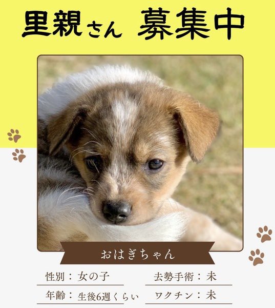 ミックス】中型子犬の女の子 推定0歳1ヶ月 ♀ 埼玉県 🏠詳細ページ