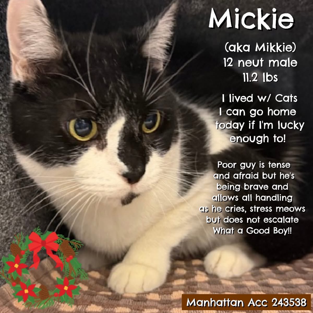🆘Please REPOST-adopt-foster🆘

MIKKIE is on the “emergency placement” list at NYC AC&amp;C and needs out of the shelter by 12 NOON 12/18!

#TeamKittySOS newhope.shelterbuddy.com/Animal/Profile…