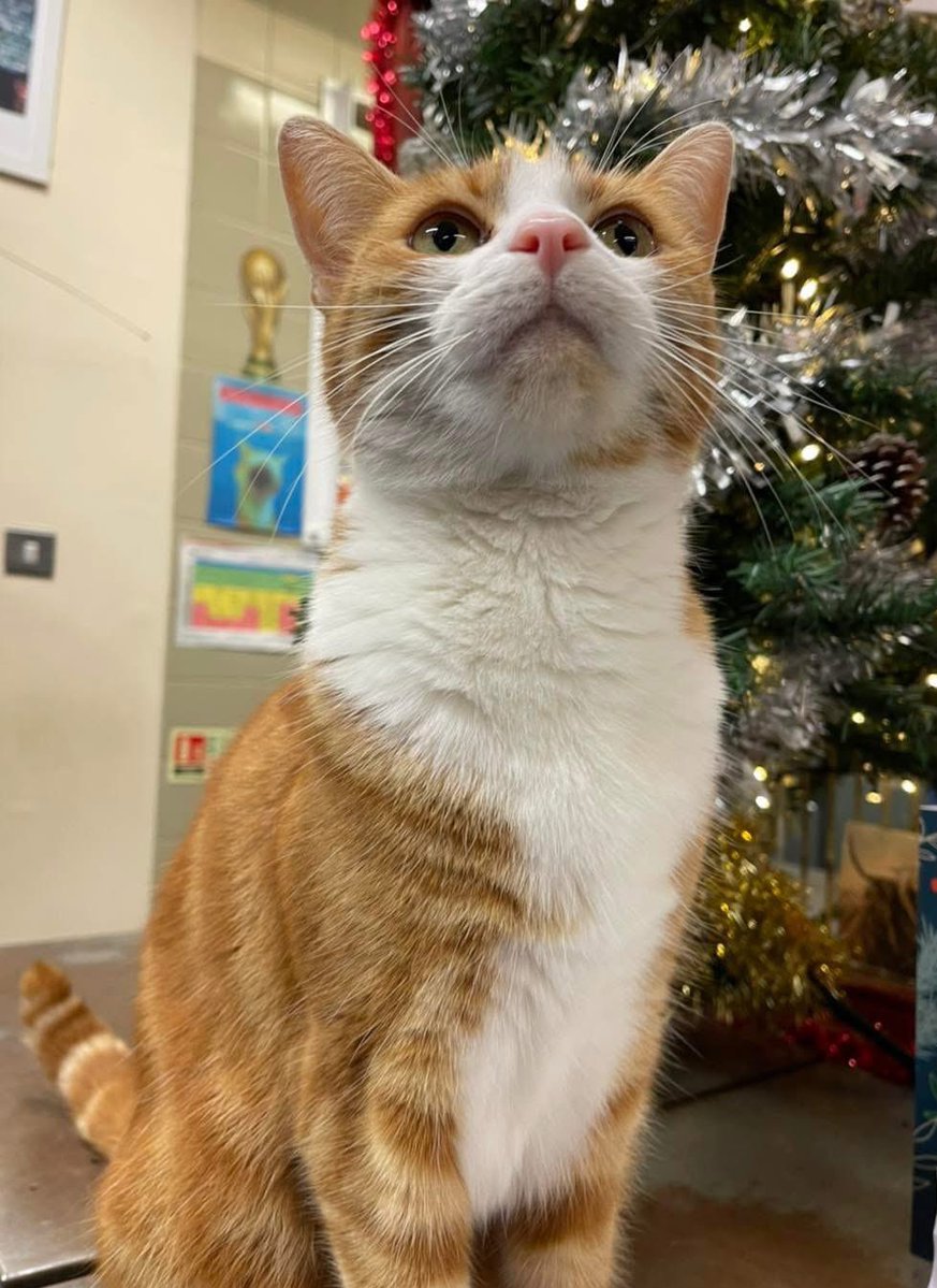 Good morning &amp; welcome to Whiskers Wednesday 

You don't always have to feel like you have it all under control. 
Ask for help when you need it and know that takes just as much strength as trying to do it all for yourself. 

 #Cat #CatsOnTwitter #CatsOfTwitter