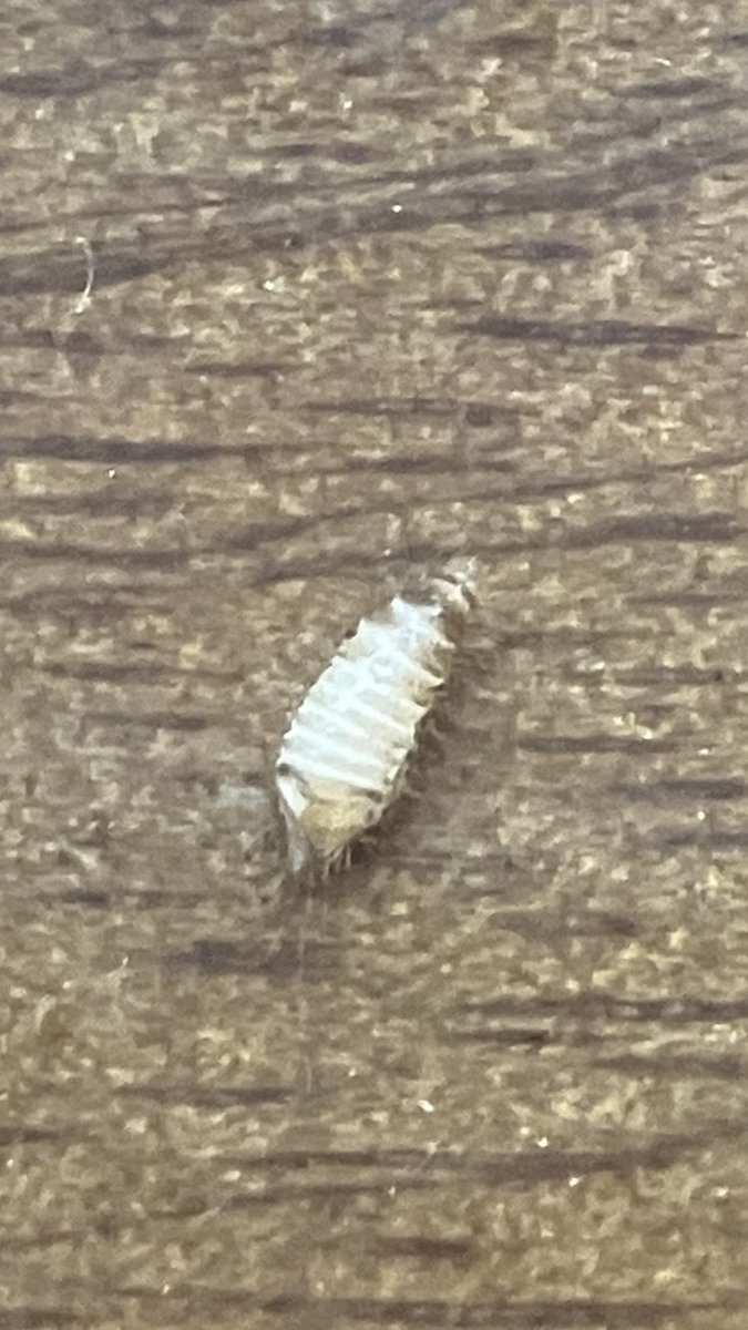 jun32016830's tweet photo. この幼虫みたいな虫なんだろ？ https://t.co/xQJAOmghIe