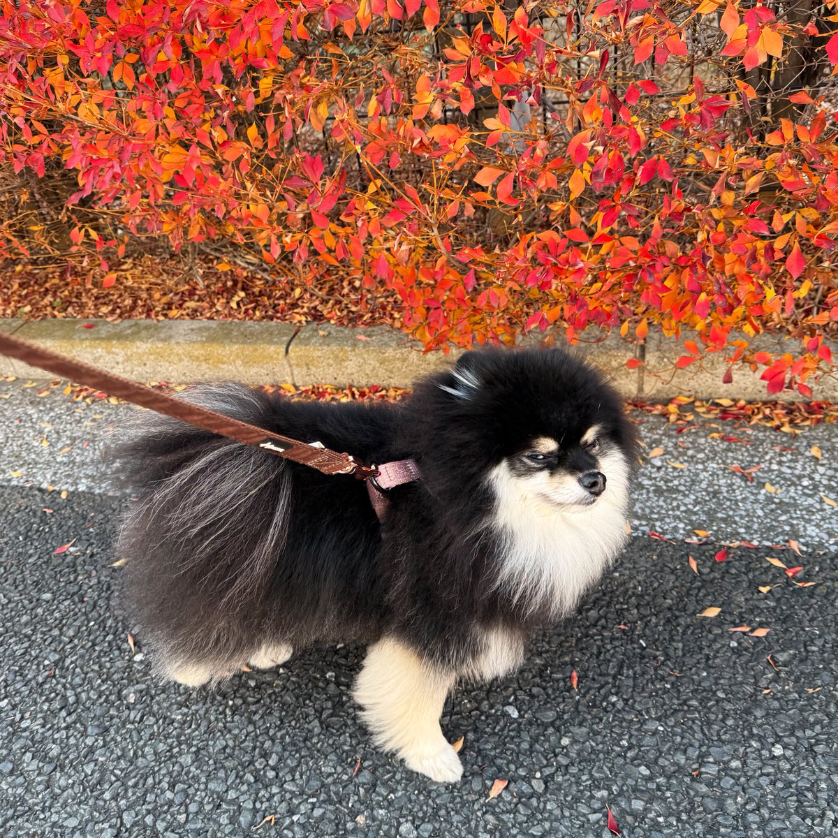 ポメ子様 thumb001.png?height=144&