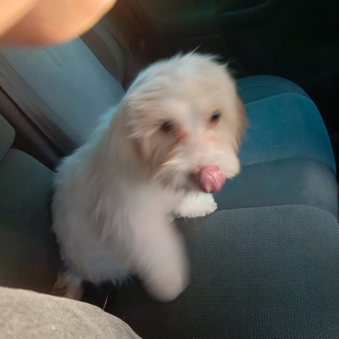 Puta madre estos últimos años de mi vida son los más horribles que he vivido, Lilith se fue todo debido a unos estafadores y mi Chuy apenas cachorro luchó en el hospital 5 días. He vivido cada mierda este año pff... neta parece que cuando se acerca mi cumpleaños todo empeora