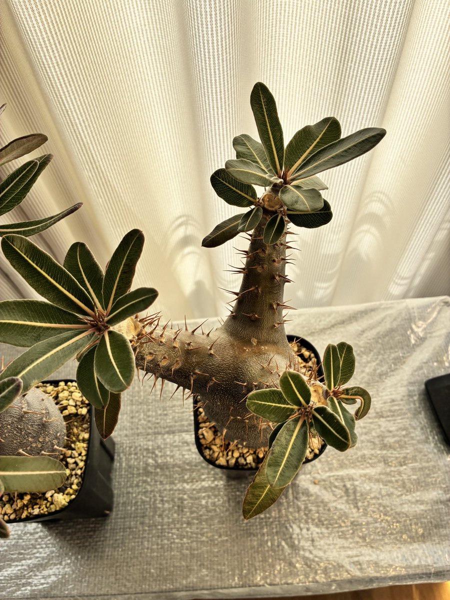 SBKJ_3rd's tweet photo. 落葉しないな。カクチペス。
＃パキポディウム
＃塊根植物 https://t.co/fTGn6tFH69