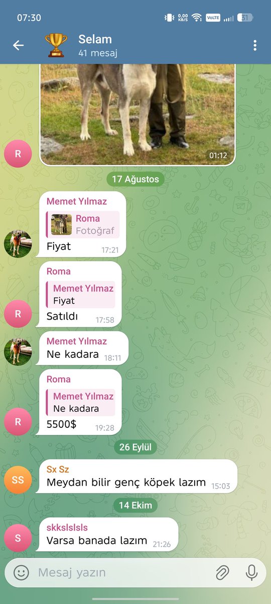 Dövüştürdükleri köpekleri sattıkları paralara bakar mısınız tam tamına 5,500 Dolar 
Türkiye'de köpek çoklugu'nun en büyük nedeni budur 
Türkiye'de Köpek Dövüş Ligi var