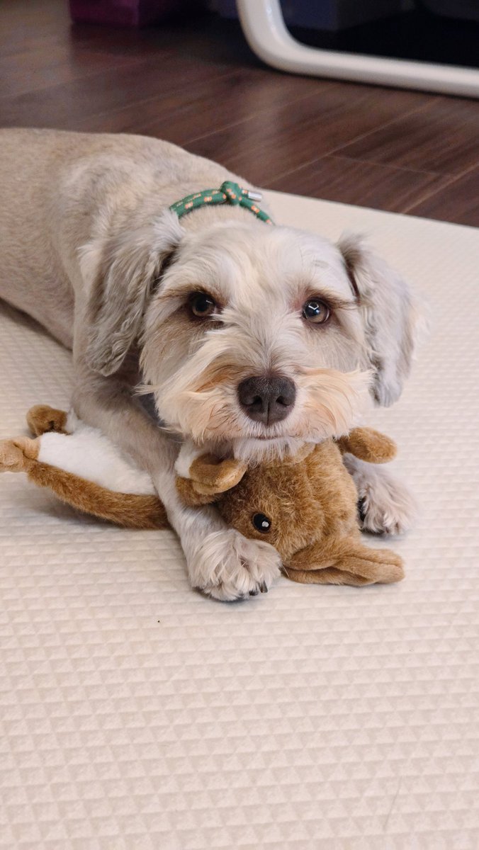 릴로징키 시스터즈 (@_hellojinx) on Twitter photo 