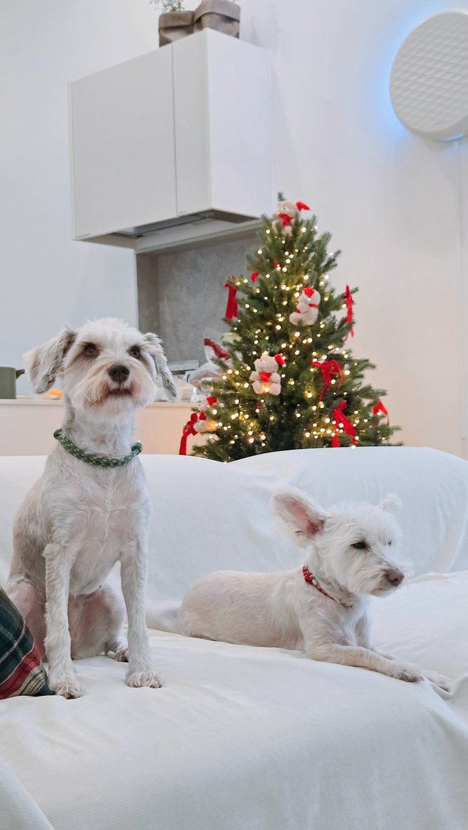 🎄✨️🎄✨️🎄✨️🎄✨️