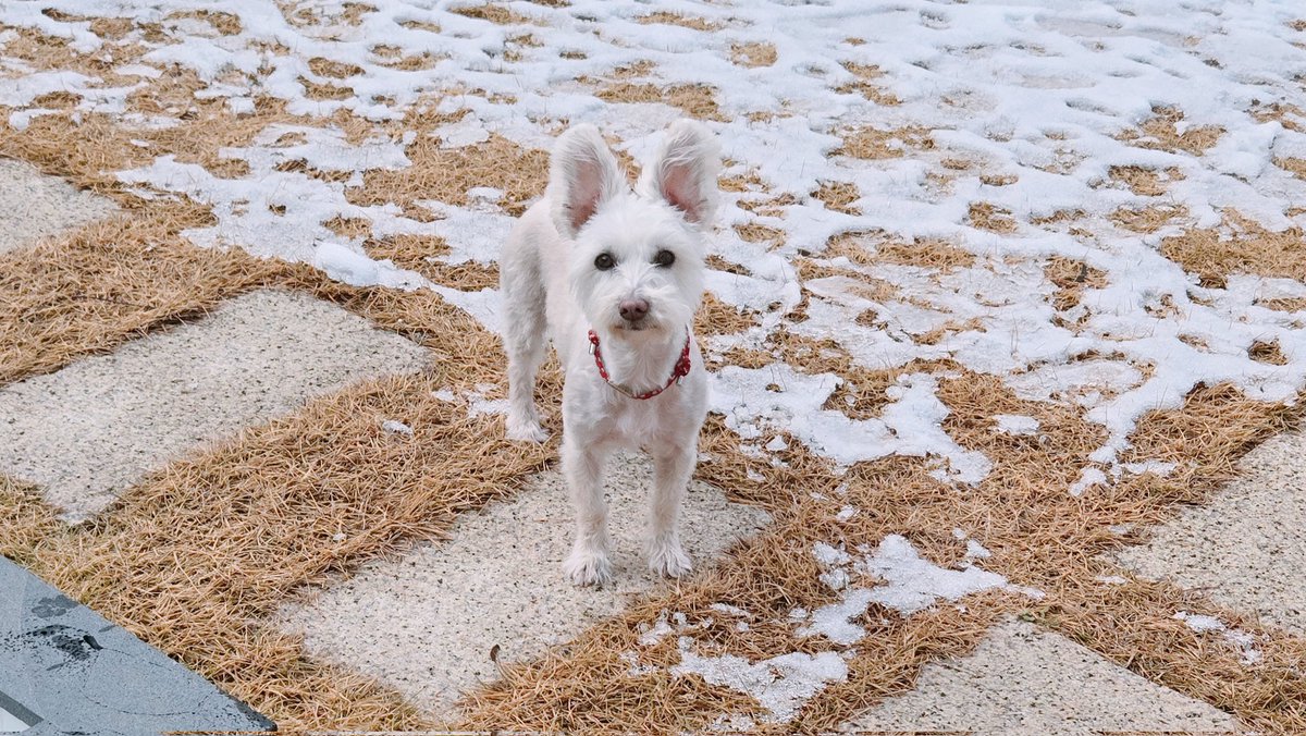 공주 추워 얼른 들어와⛄️