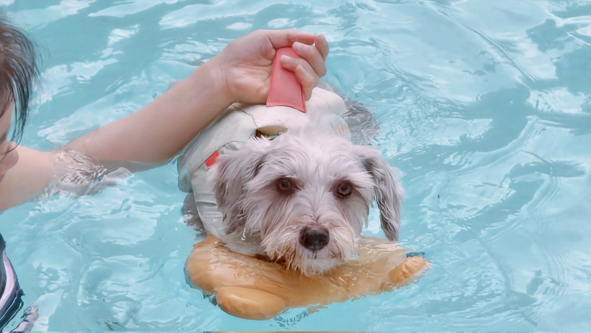 최보키 할머니가 물에 빠진 줄 알고 힝힝 거리다가 얼결에 동계훈련 해버림😇😇😇