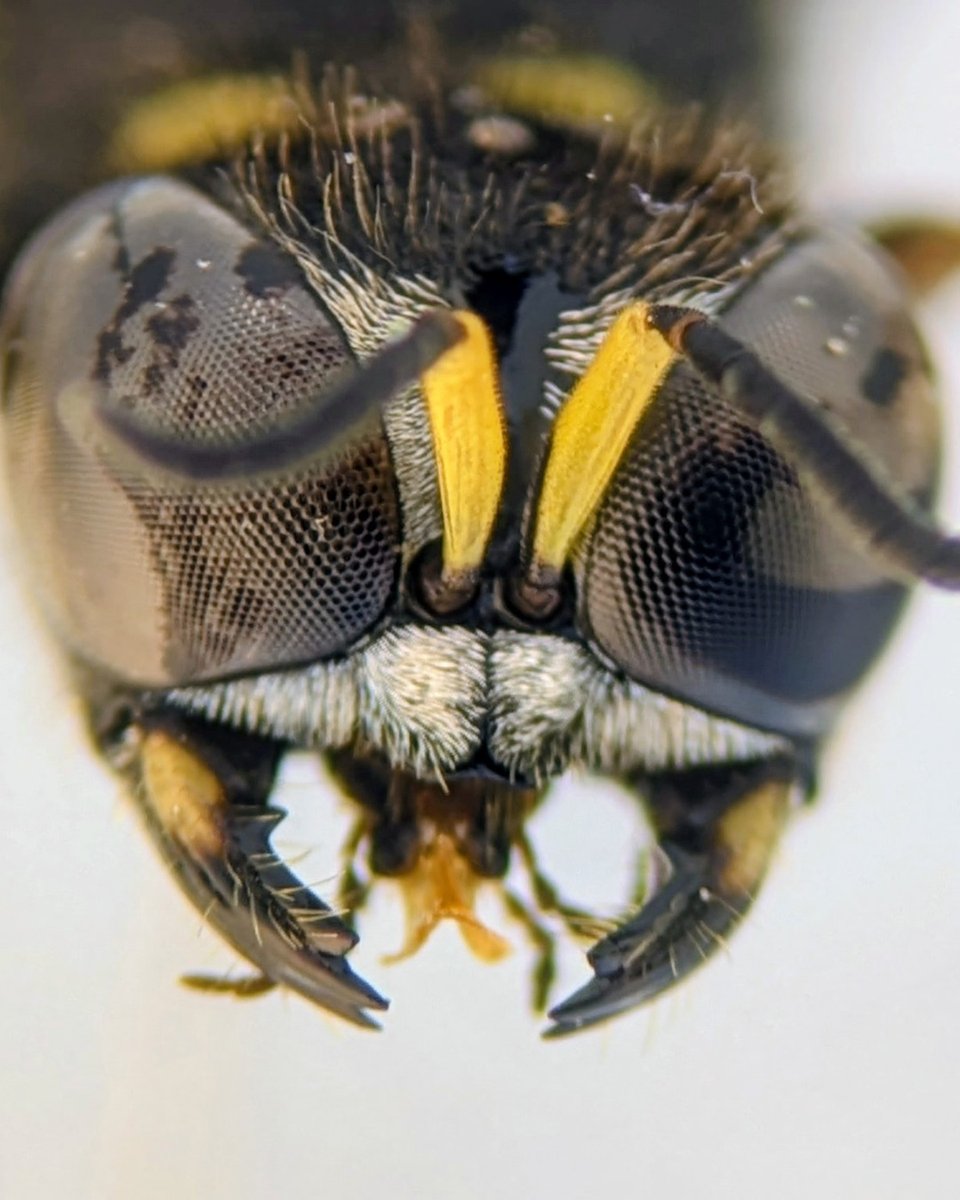 Baker Consultants - Ecology and Ecoacoustics tweet media