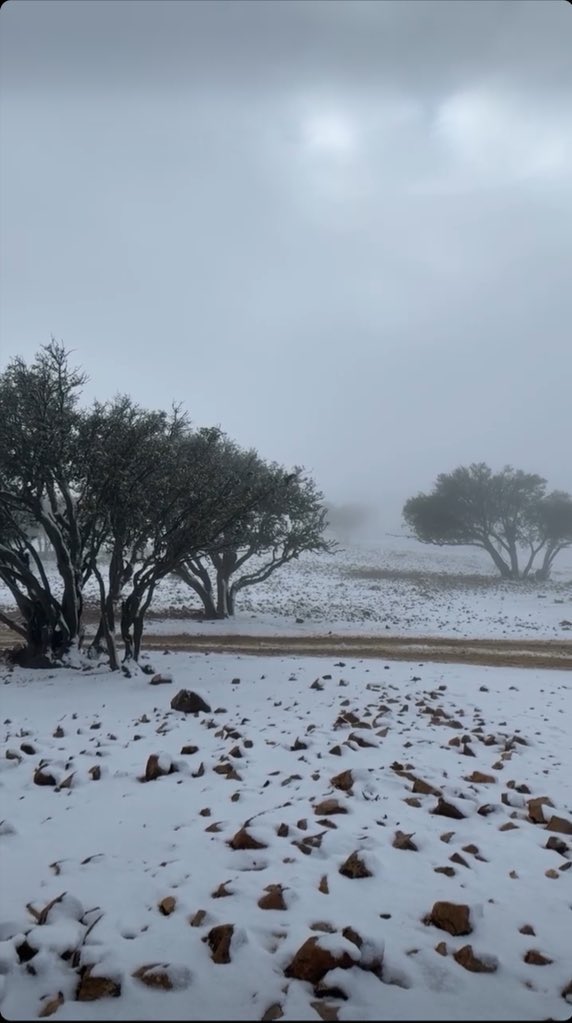 𝑙.𝐴𝑙-𝐻𝑢𝑤𝑎𝑖𝑡𝑎𝑡. tweet media