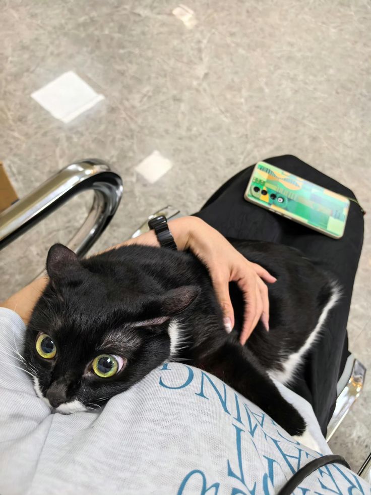 Miaw (@miaw) on Twitter photo 