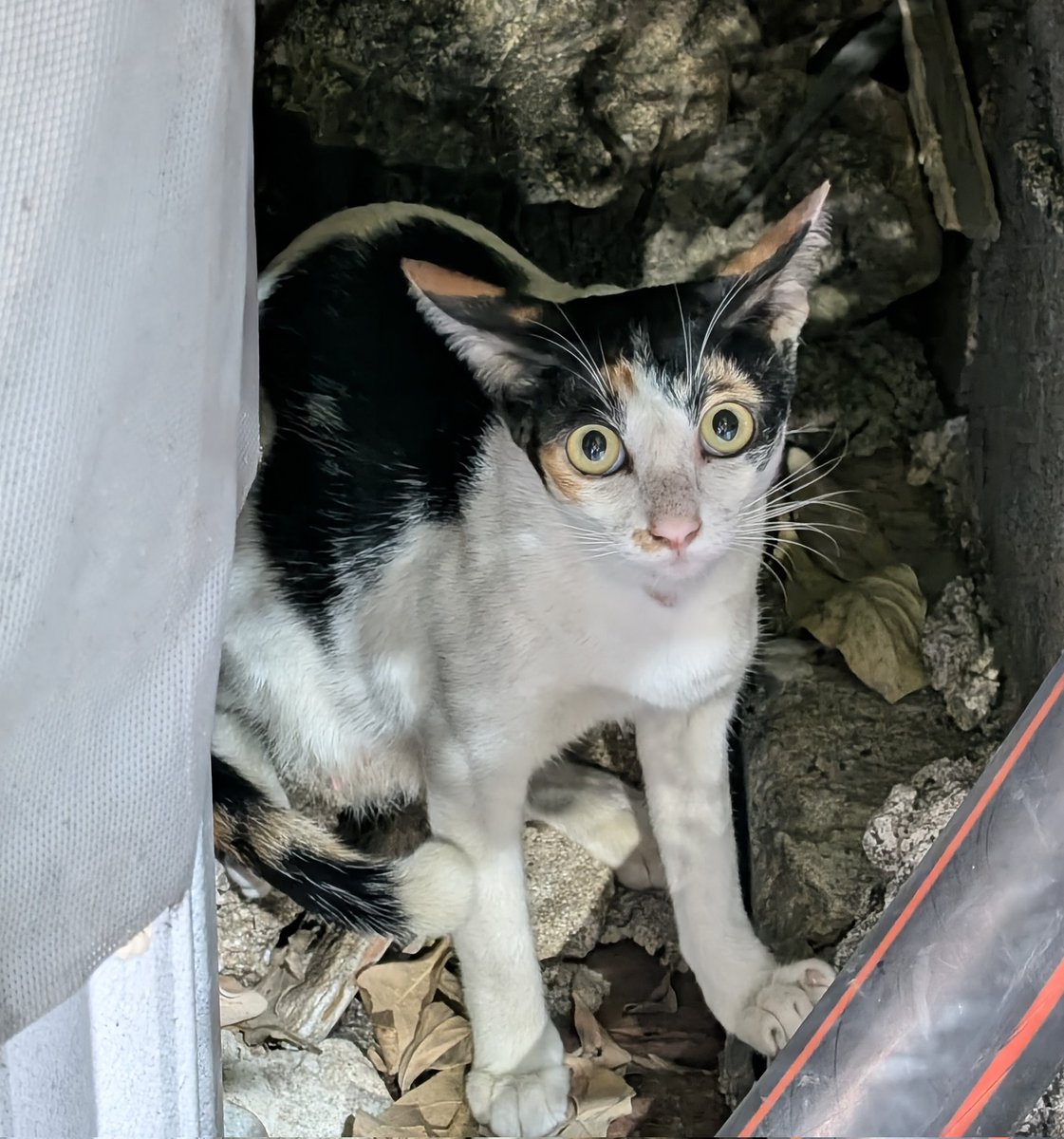 タイ猫ランド tweet media