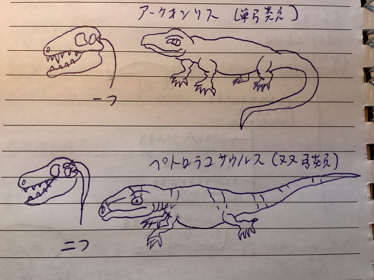 StJurassic's tweet photo. #ちょこっと研究
石炭紀になると、両生類が陸に上がり、単弓類と双弓類と二つのグループに分かれました。単弓類にはディメトロドンやイノストランケビア等の仲間そして、哺乳類が含まれます。一方で双弓類には爬虫類や鳥類(恐竜を含む)が含まれます。 https://t.co/ddBUdGnTH5
