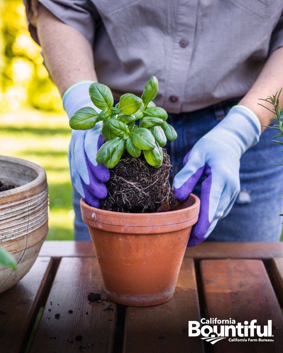 California Bountiful tweet media