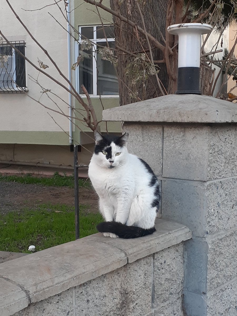 Yarım maskeli batman