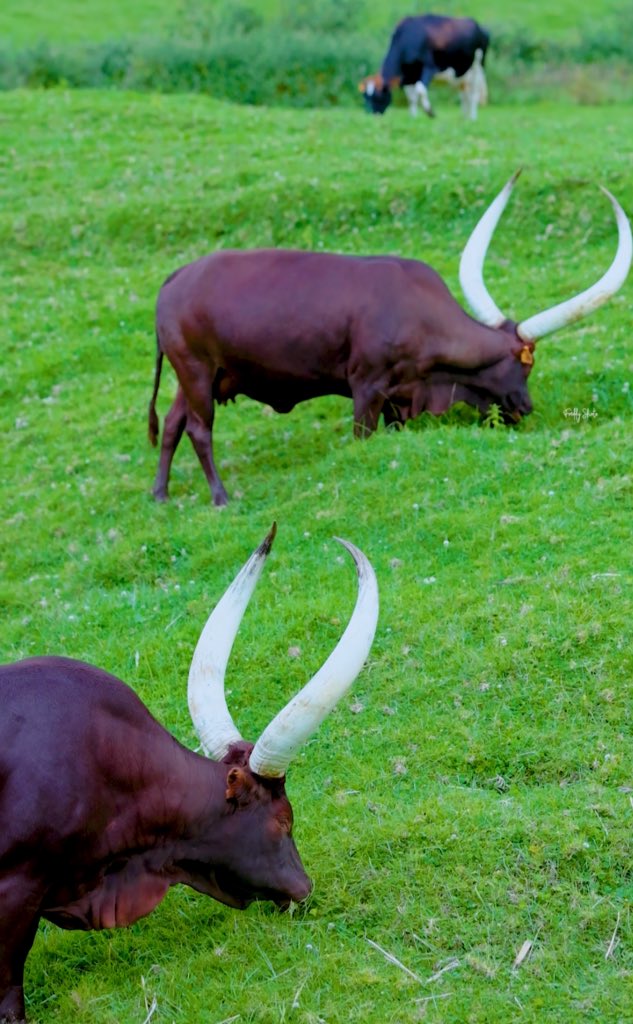 Kwa Ngabo🥰🥰🥰