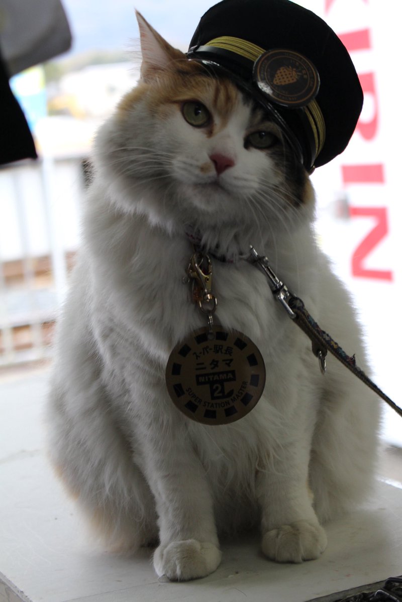 駅長たま (@ekichoTAMA) / Posts / X