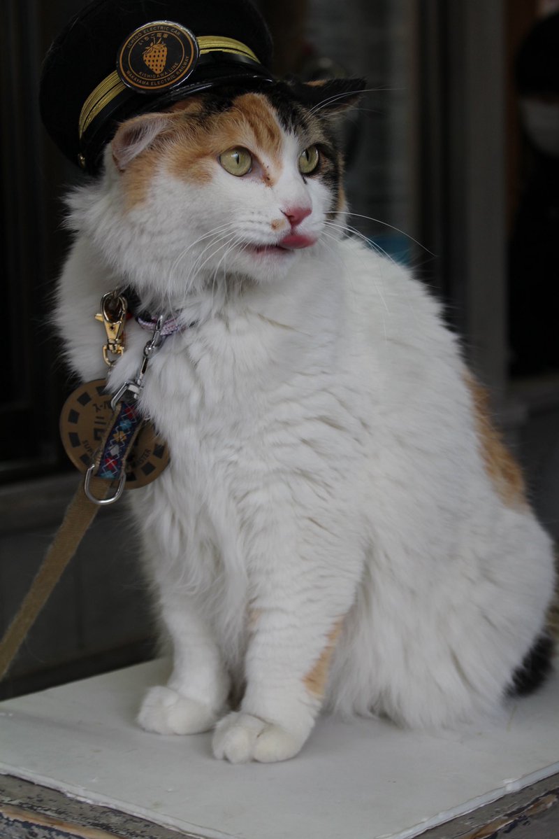 駅長たま (@ekichoTAMA) / Posts / X