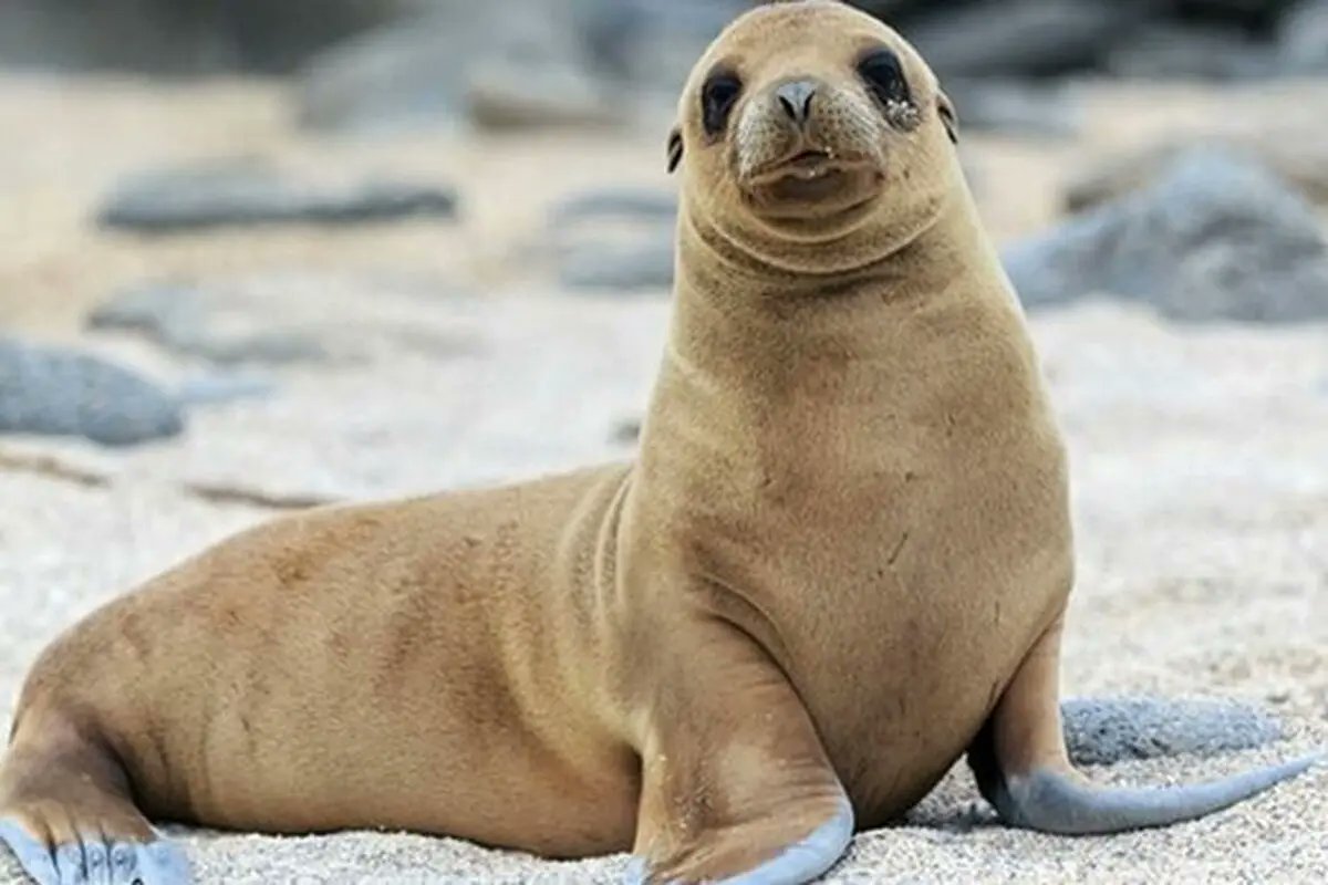 میخوام یه آگهی بدم به یک عدد دوست باشگاه   نیازمندیم!
نمیشه یکیتون بیاد که همش همو تشویق کنیم و به هوای هم بریم؟🥲
احساس میکنم اندازه ی شیردریایی شدم دیگه!🫠