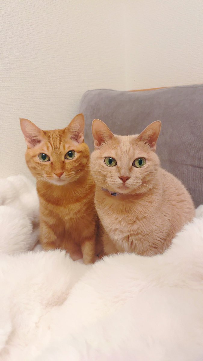 週休8日の猫吸い (@8VA64ArRkX7nOHE) / Posts / X