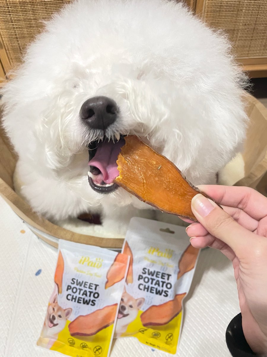 ipaw_jp's tweet photo. 【公式X開設🎉】
皆さま、はじめまして🐶🐱
私たちは「うちの子の笑顔のため」に、安心安全で美味しい犬猫おやつをお届けするiPawです✨

この度、飼い主様やペット好きの方々と繋がるため、Xアカウントをスタートします！

癒しと笑いをたくさんお届けできるよう頑張ります🌿
#iPaw #犬のいる暮らし https://t.co/TUmPqbqrJr