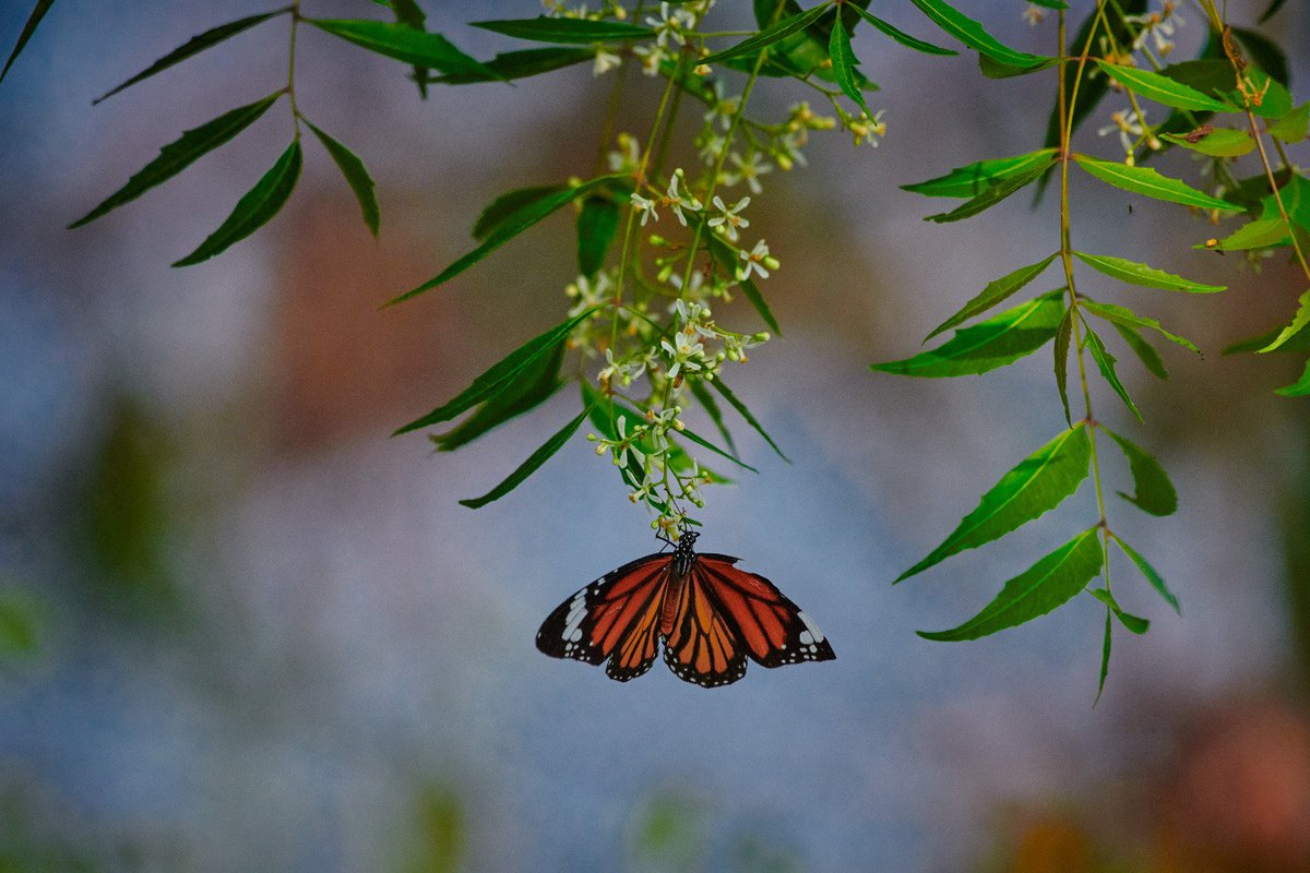 bownaankamal's tweet photo. Insects of India | Photos by @Bownaankamal

1)Atractomorpha crenulate | Gundaru Dam 
2)Danaus genutia | Lake Kondangi
3)Gametis sp | Yercaud
4)Geometer Moth | Gundaru Dam
.
.
#insectsofindia #bownaankamal https://t.co/ByaFAdVOet