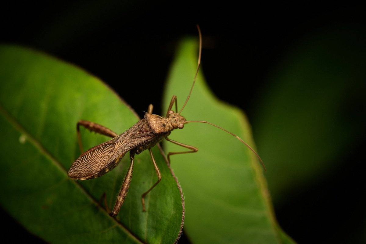 bownaankamal's tweet photo. Insects of India | Photos by @Bownaankamal

1)Green Lynx Spider| Gundaru Dam
2)Spined Leaf-footed Bug| Gundaru Dam
3)Tortricid Moth | Gundaru Dam

#insectsofindia #bownaankamal #entomology #macrophotos #insects #aliens #indianwildliofe #planetearth #worldofinsects https://t.co/5bnIwllOgv