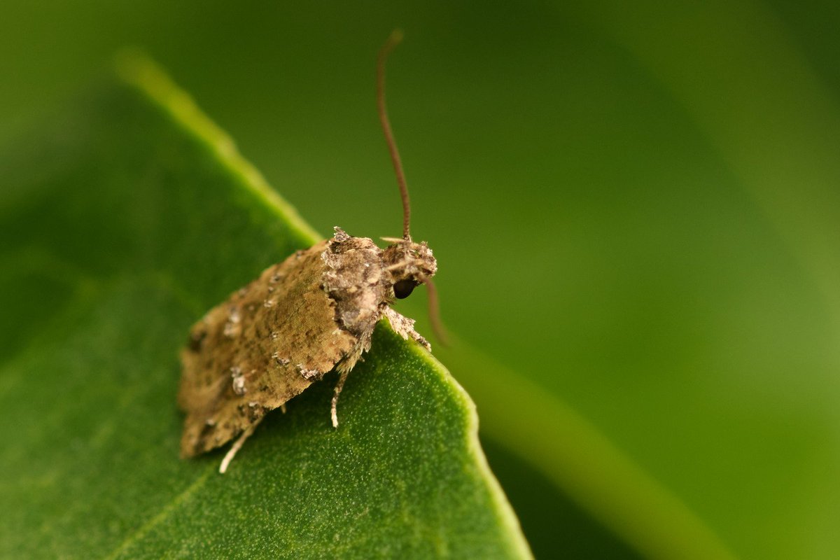 bownaankamal's tweet photo. Insects of India | Photos by @Bownaankamal

1)Green Lynx Spider| Gundaru Dam
2)Spined Leaf-footed Bug| Gundaru Dam
3)Tortricid Moth | Gundaru Dam

#insectsofindia #bownaankamal #entomology #macrophotos #insects #aliens #indianwildliofe #planetearth #worldofinsects https://t.co/5bnIwllOgv
