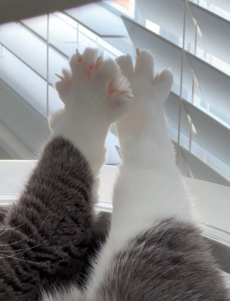 jiewliewnjiggo's tweet image. สิ่งนี้น่ากัดมาก