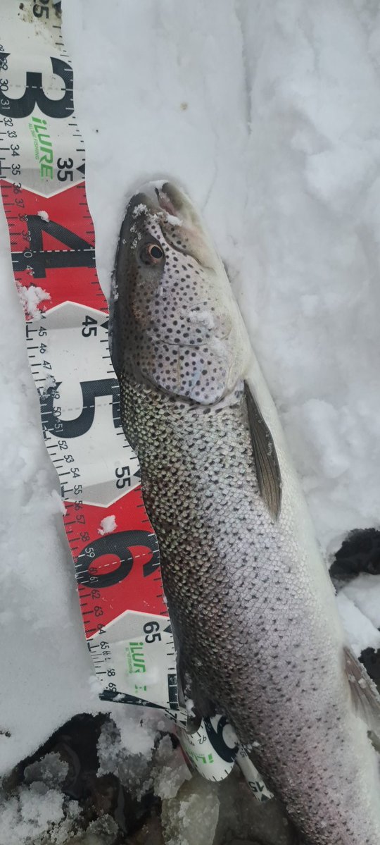 viphage's tweet image. 64㎝⁉️サイズはどうでもいいわ⁉️#がまかつ#サーモンロッド#渓流釣り#本流延べ竿釣り#北海道#イトウ#雪