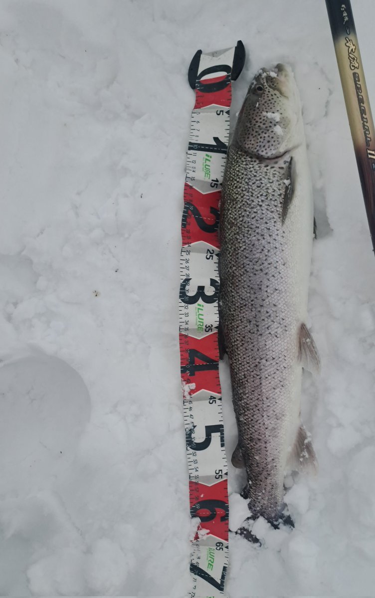 viphage's tweet image. 64㎝⁉️サイズはどうでもいいわ⁉️#がまかつ#サーモンロッド#渓流釣り#本流延べ竿釣り#北海道#イトウ#雪