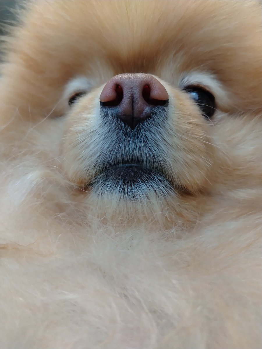 いっぬページ確認 イッヌ