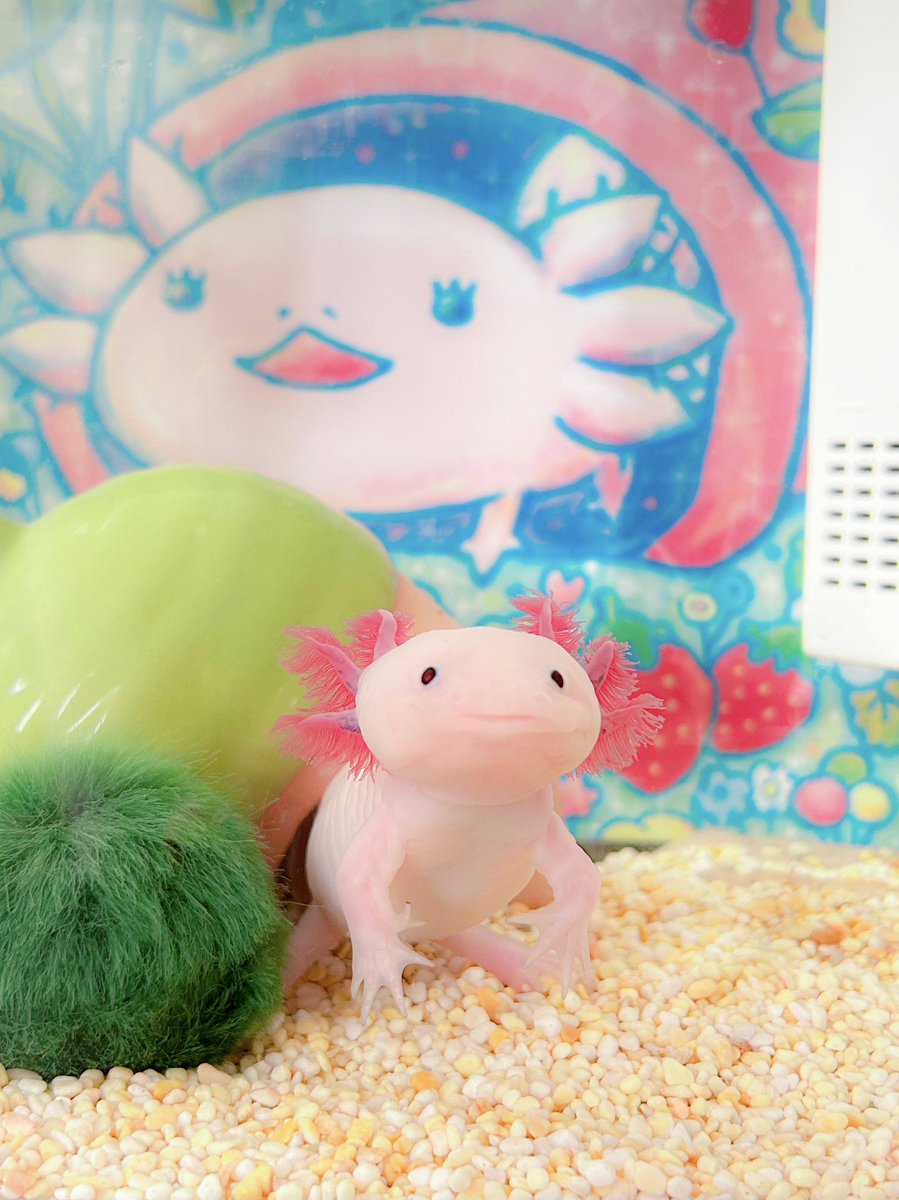 クリスマスカラーだね🎄