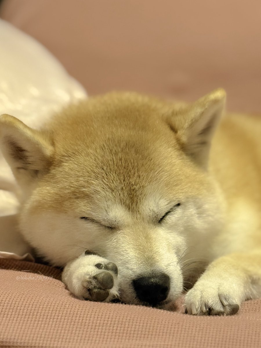 柴犬もも (@shiba210912) / Posts / X