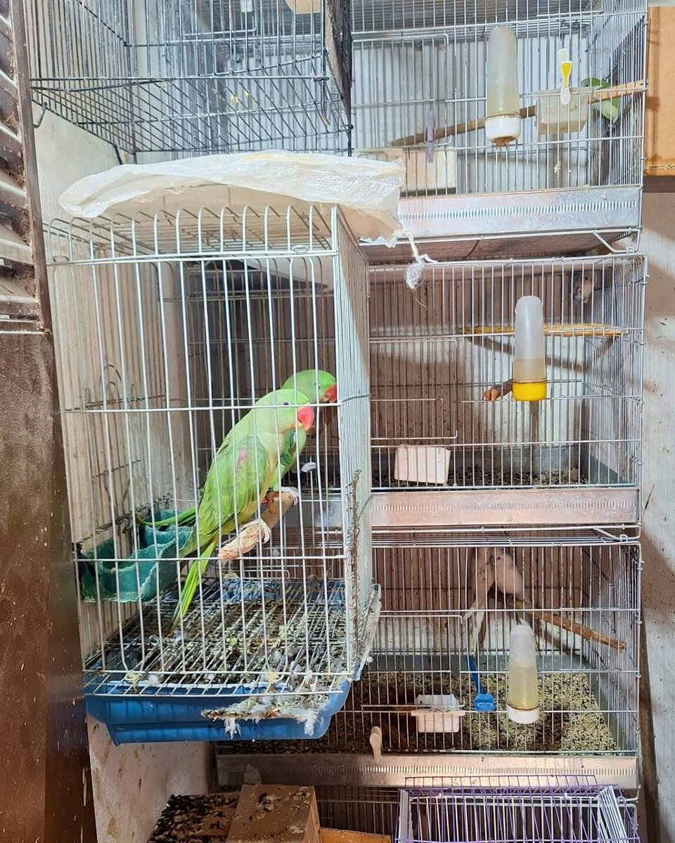 🚨 Yasa Dışı Yaban Hayatı Ticaretiyle Mücadele

Antalya’da ekiplerimizin kolluk kuvvetleriyle birlikte gerçekleştirdiği denetimlerde, belgeleri bulunmayan farklı türlerde 24 papağan ele geçirildi.

Şahsa ilgili kanunlar kapsamında idari para cezası uygulanırken, papağanlar koruma