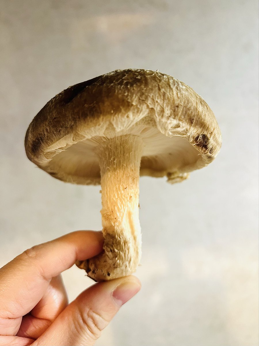 Tsudoi Yoshimoto | 吉本 集 tweet media