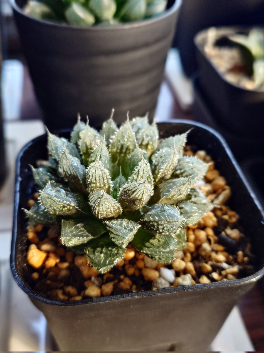 ハオルチア ミラーボール🌿 #多肉植物