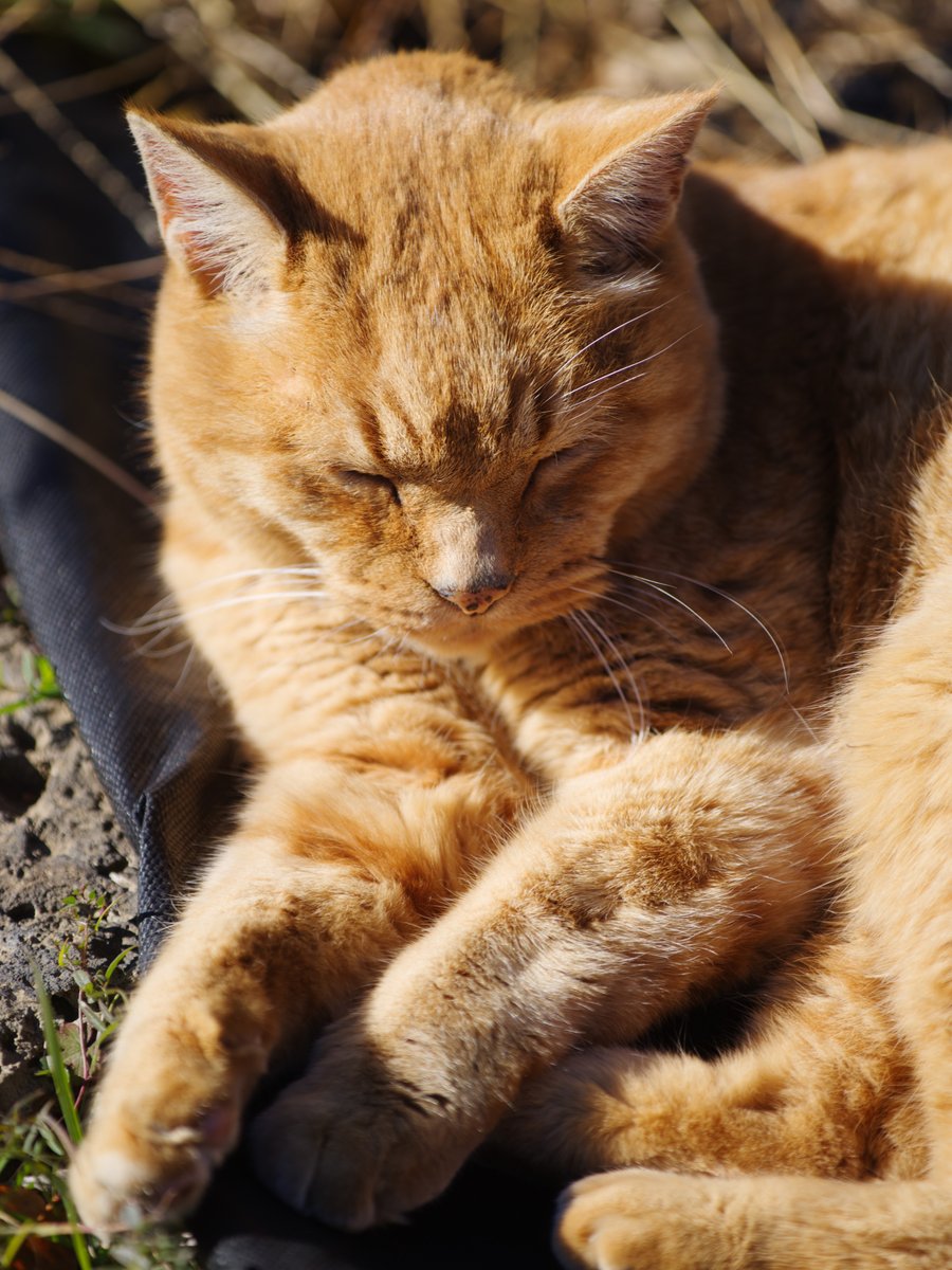 そとねこたちのポートレート 寒くなると猫の体に手を突っ込みたくなる