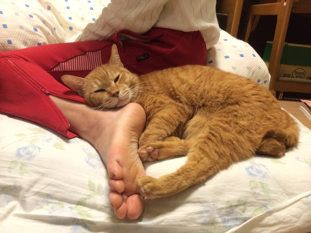e7nl6ns's tweet photo. @Deep_sei 犬見知りなら、ねこちゃんはすぐ仲良くなれますかね😆✨
「だいだい」です🐱だいちゃんって呼んでました！
人懐っこいので、だいちゃんから寄って行くと思います！宜しくお願いいたします🌈 https://t.co/o4mfDmRrl3