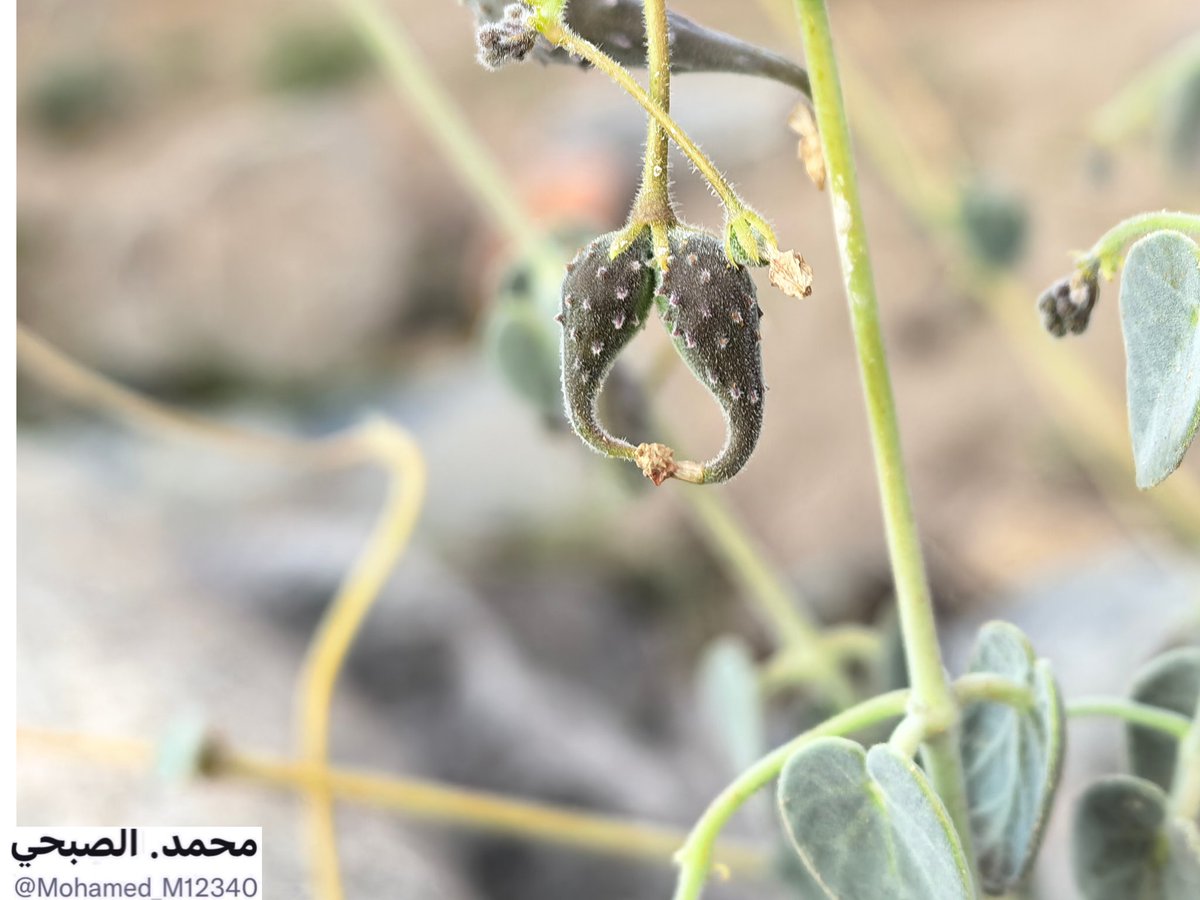 Mohamed_M12340's tweet image. ثمار العطنة.او الغلقة