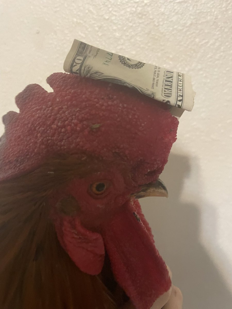 he spent all of his money on a hat