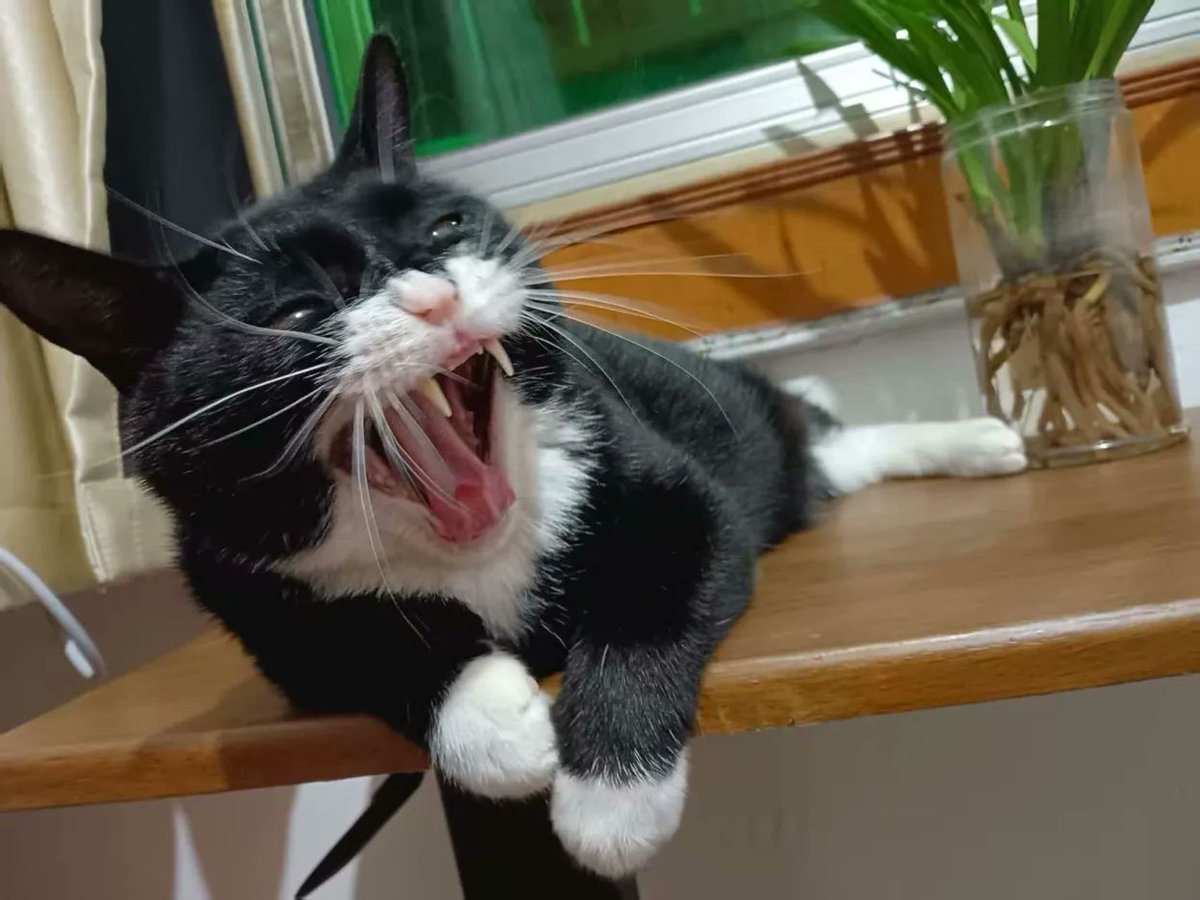 Noiky (@noiky1) on Twitter photo 