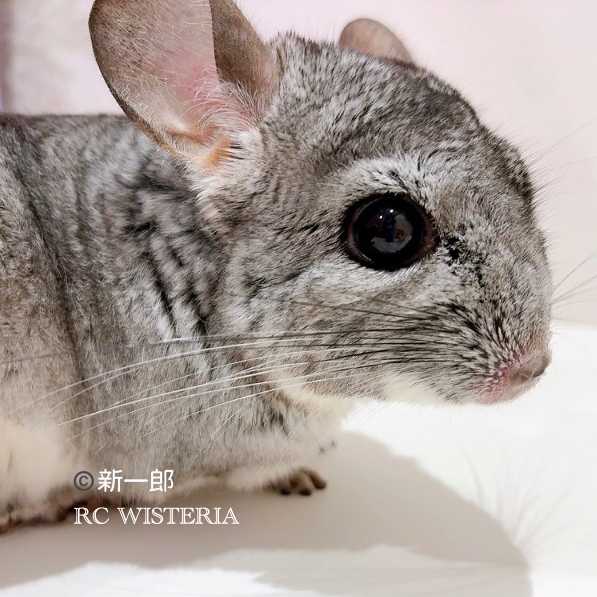 ♡新作♡ マシュマロちゃん　チンチラちゃん ♡新作♡ マシュマロちゃん チンチラちゃん