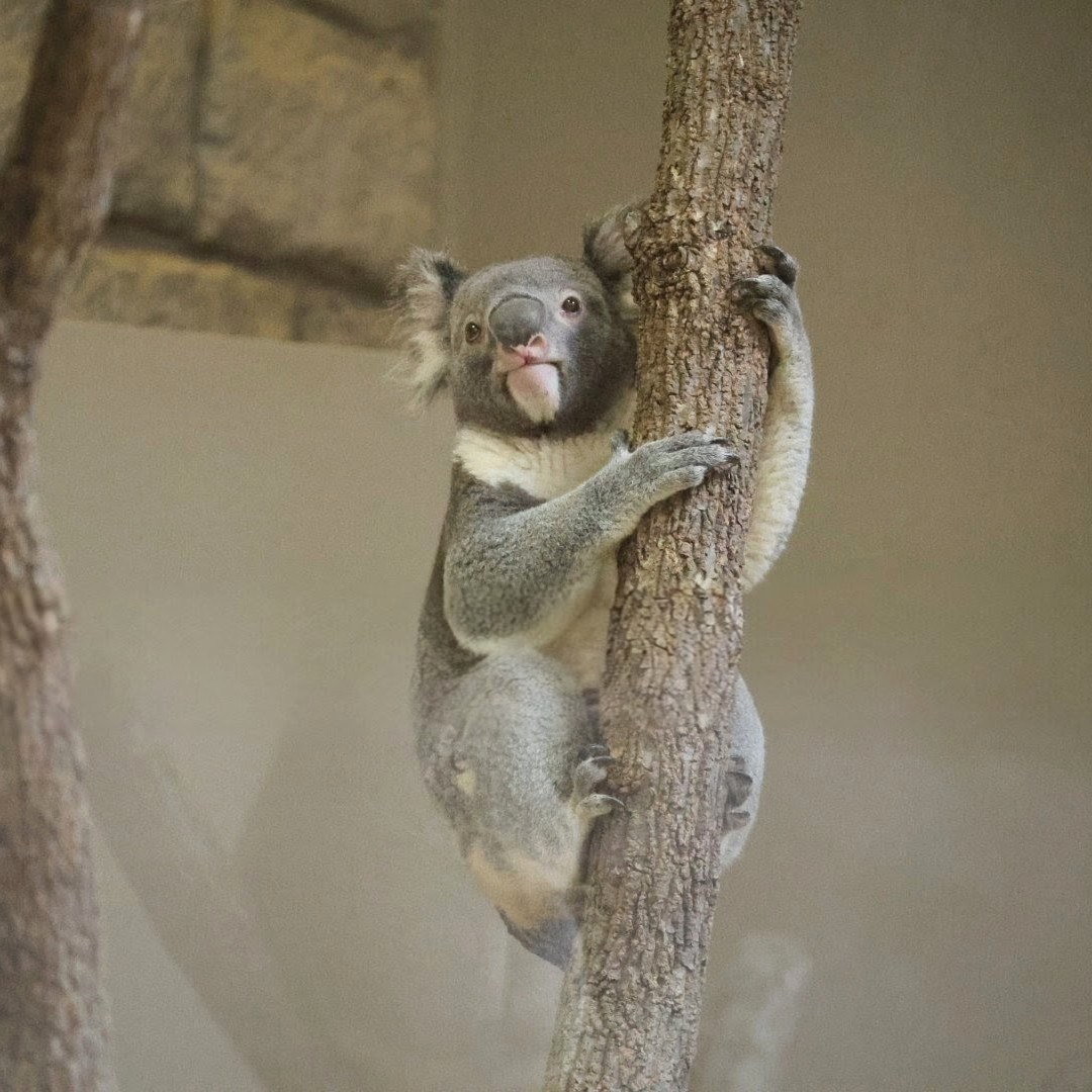 コアラ もにゃーー🐨🥰😘