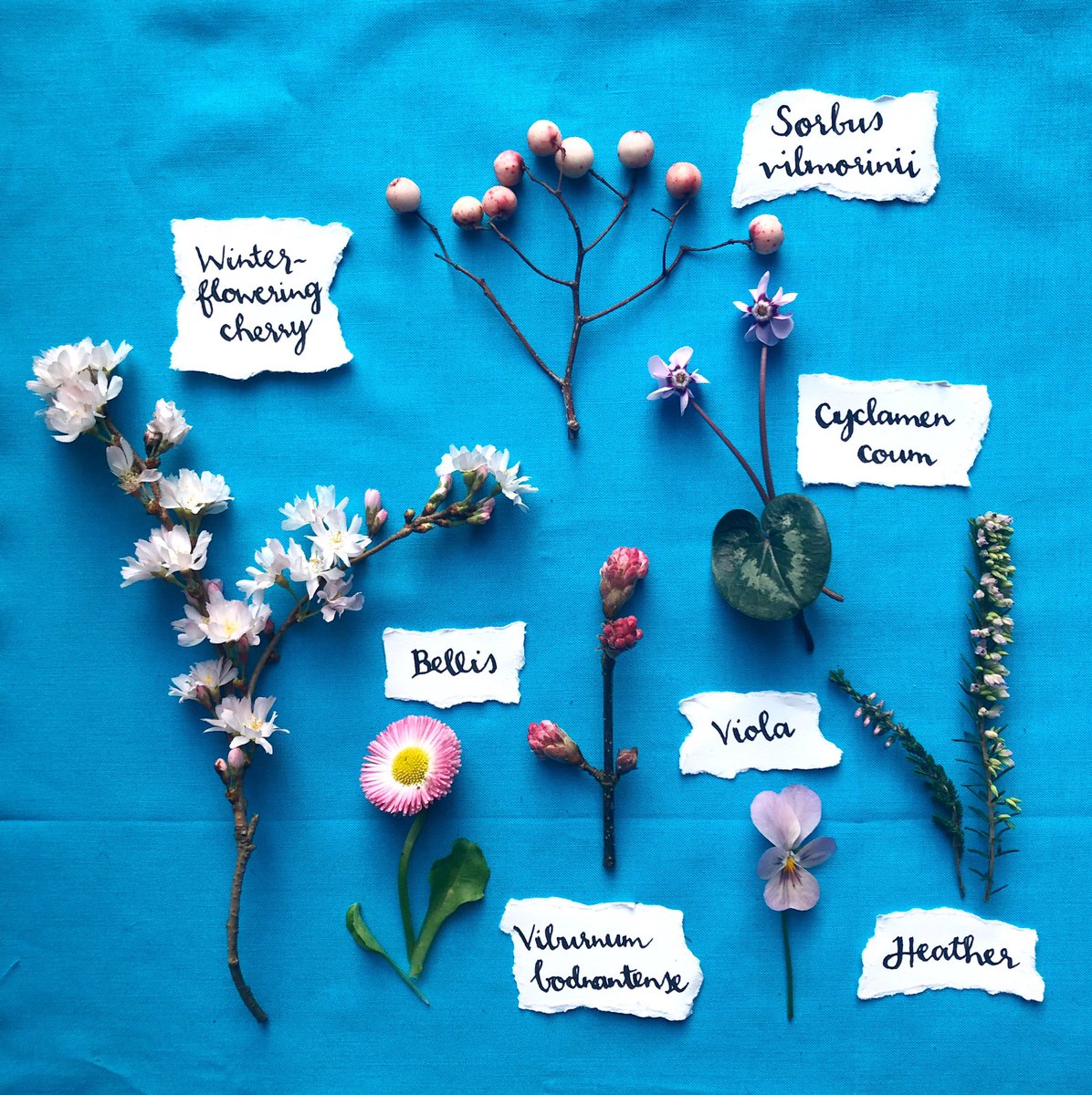 Winter is pinker than you'd expect: