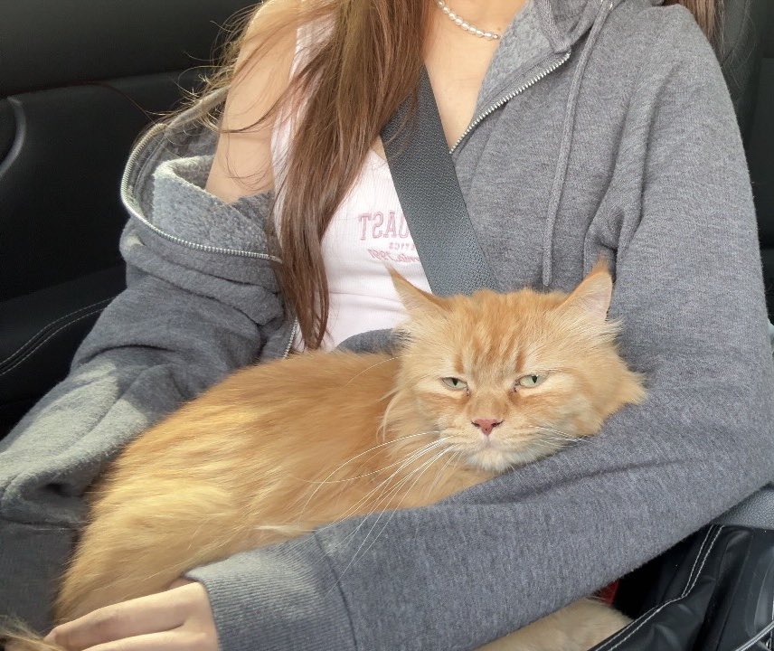 went for a matcha run with orangutan this morning. he was such a good boy and sat still on my lap the entire ride. 10/10 would recommend