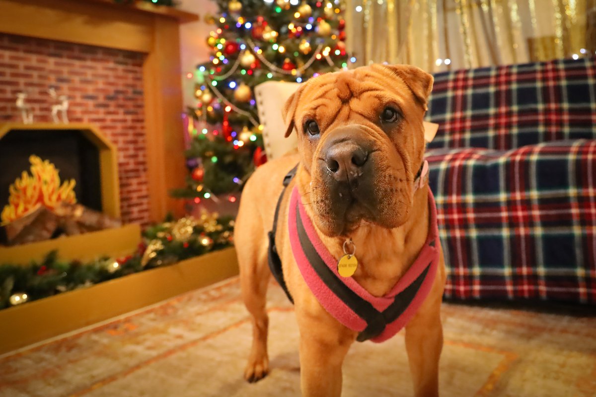 DT_Leeds's tweet photo. Here's our beautiful Edie bringing some festive cheer to you your feed today as part of our #12DogsOfChristmas feature! 🐶🎄🎁🎅

Meet her 👉 https://t.co/lqsdqboelK

#RescueDog #AdoptDontShop #DogsOfChristmas #Leeds #RescueDogOfTheDay #DogOfTheDay #SharPei @DogsTrust https://t.co/tX63oKCsRg